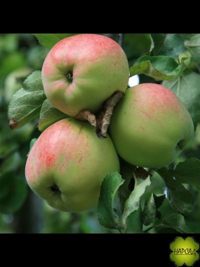 АНТОНОВКА ДЕСЕРТНАЯ (саженец 2 года, полу-карлик)