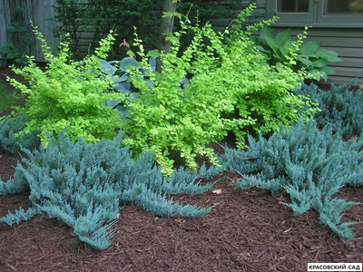 Можжевельник горизонтальный Блю Чип - Blue Chip