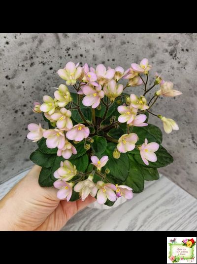 Morgan's Sweet Patootie (С.Eros)