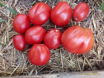 Томат Бычье сердце Ревьера