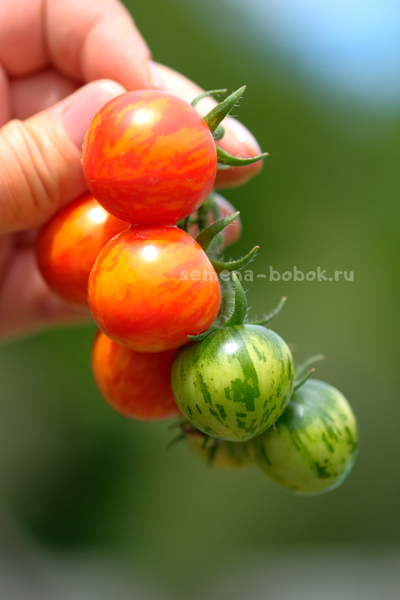 Томат Ruby Slipper (Рубиновые бамшмачки), 10 шт