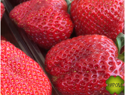 КЛУБНИКА "ВЛАСТЬ КОРОЛЯ" РЕМОНТАНТНАЯ, НЕПРИХОТЛИВА, КРУПНАЯ