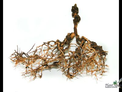 Коряга "Паутина Шарлотты" S 15-20 см