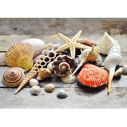 D0301 Ракушки