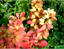 Барбарис Тунберга "Мария"  (Berberis thunbergii `Maria`)