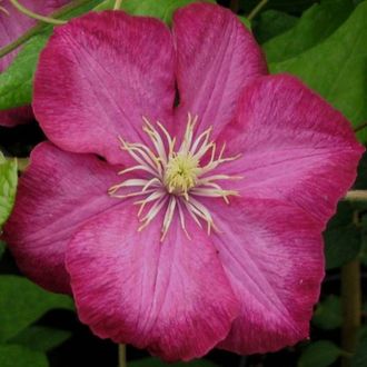 Клематис Виль де Лион, ЗКС