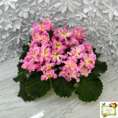 РМ-Богиня Солнца (Н. Скорнякова) 2019 г.