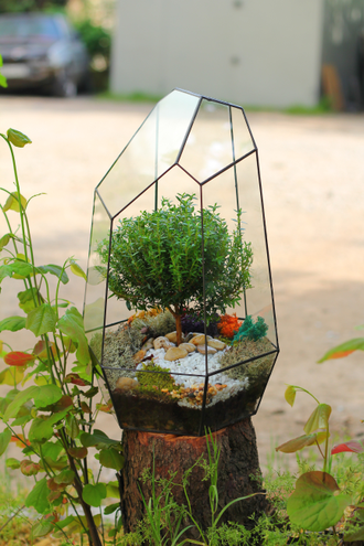 Бонсариум "Мирт Айсберг"