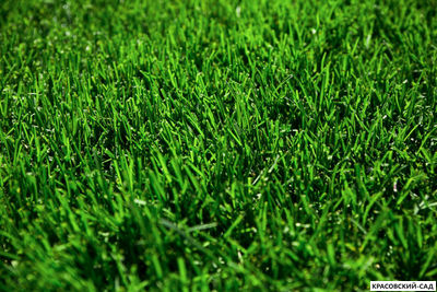 Рулонный газон Пикник-дачный