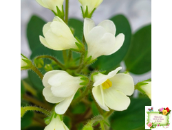 Chantaspring (R. Р. Hair) 1996 г. трейлер (пасынок посажен 20.10.25)