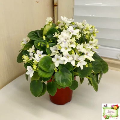 Broadway Star Trail (Селекционер неизвестен) трейлер