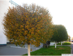 Вишня Убракулифера - Umbraculifera