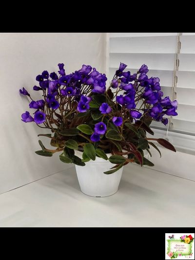 Vallarta Campanas Moradas (G.Beck) трейлер