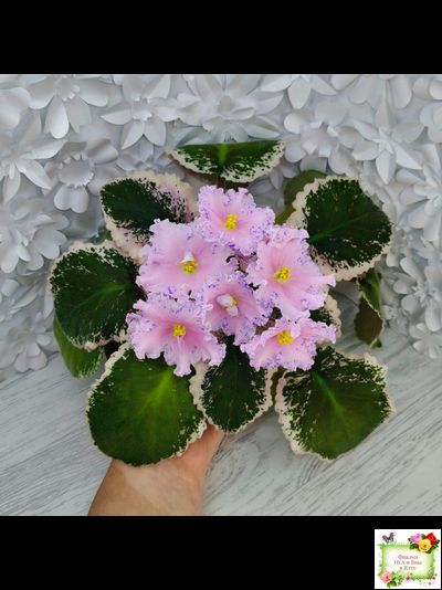 НД-Хоровод  (Н.Данилова-Суворова) 2021 г.