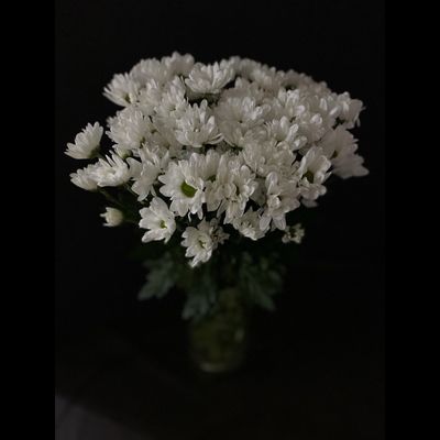 Хризантема ромашка белая 9 шт