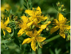 Гидролат Зверобой (Hypericum perforatum) 100 мл