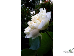 Лотос Буа Чат, белый