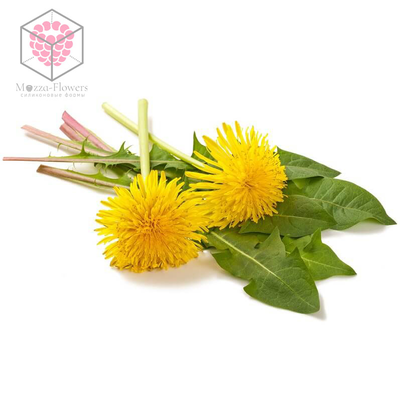 "Лист одуванчика " вайнеры и каттеры