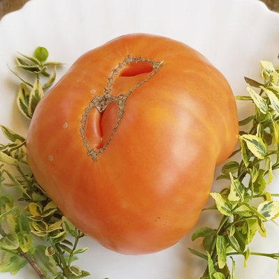 Томат Персики и крем (Peaches and Cream)