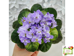 Rob's Wascally Wabbit (R. Robinson) (лист укоренённый)