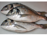 Дорадо свежемороженая с головой 400-600 гр