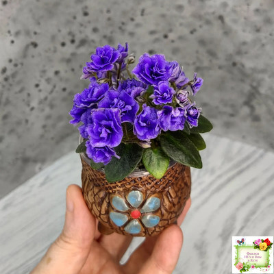 Blue Scoundrel micromini (P.Sorano/LLG) (Блю Ска́ндрел) микроминиатюра