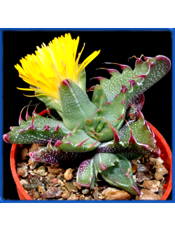Faucaria tigrina