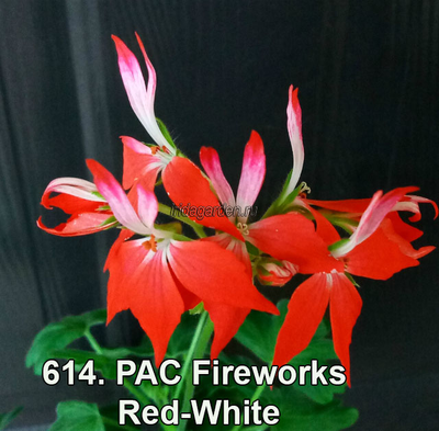 Пеларгония PAC Fireworks Red-White