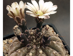 Gymnocalycium riojense ssp. paucispinum VG-550 - 5 семян