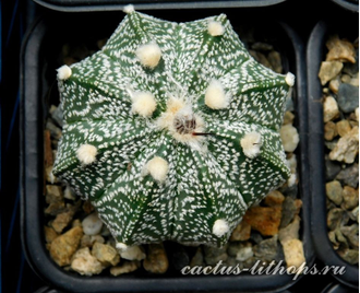 Astrophytum CAPAS - 5 семян