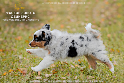 щенок миниаусси - девочка с КРАСНЫМ ошейничком Д-2025, окрас голубой мерль, на фото 2мес