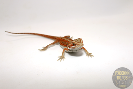 Бородатая агама, Pogona vitticeps
