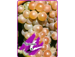 Диамант (черенок)*