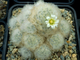 Mammillaria plumosa SB 834 - 10 семян