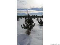 Кедр - фото в питомнике 6 - красовский-сад.рф