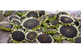 подсолнухи