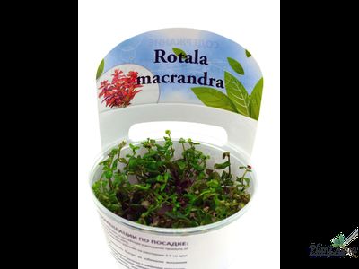 Ротала макрандра (меристемная)