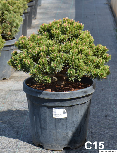 Сосна Шервуд Компакт - Sherwood Compact