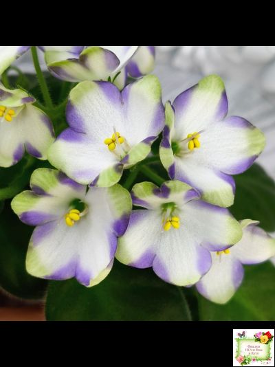 Марина Цветаева (А.Басенина) 2017 г. химера (сорт укоренённый пасынок)