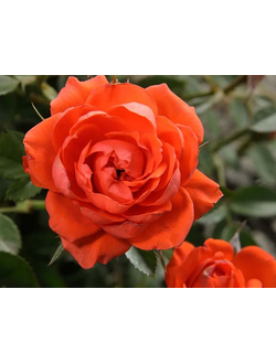 Роза спрей Оранж Джувел