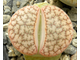 Lithops pseudotruncatella ssp.dendritica С072 (MG) - 10 семян