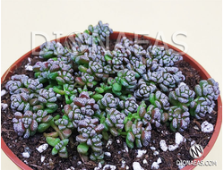 Крассула Кораллина - Crassula Corallina, Крассула коралловая, Crassula dasyphylla