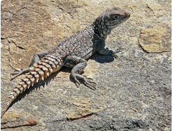 Оплюрус круглохвостый (Oplurus cyclurus)