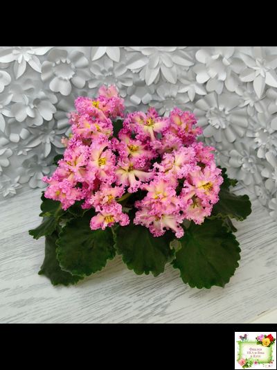 РМ-Богиня Солнца (Н. Скорнякова) 2019 г.