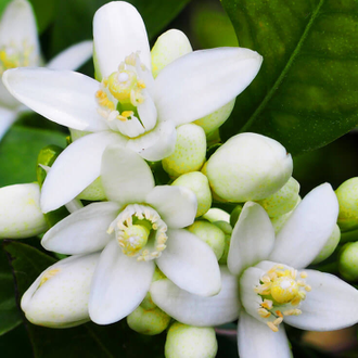 Neroli oil sale