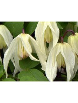 Княжик Lemon Beauty (Лемон Бьюти), контейнер р9