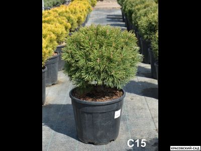 Сосна горная Гном Финдлинг - Gnom Findling