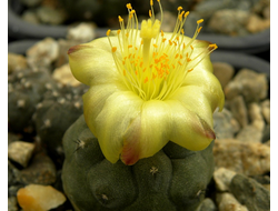 Copiapoa (Копьяпоа)