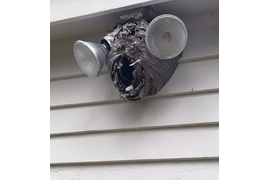 Камуфляж уличной видеокамеры от природы