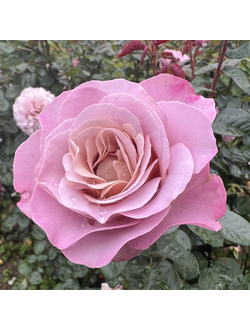 Блю гёрл(Blue girl)